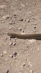 Paraphimophis rusticus