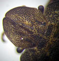 Sciocoris homalonotus