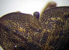 Sciocoris homalonotus