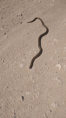 Paraphimophis rusticus