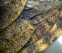 Sciocoris homalonotus