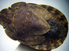 Sciocoris homalonotus