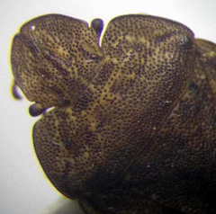 Sciocoris homalonotus