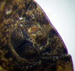 Sciocoris homalonotus