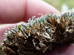 Sphaerophorus fragilis