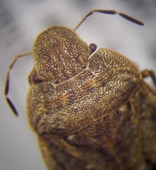 Sciocoris homalonotus