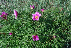Paeonia hybrida