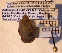 Sciocoris homalonotus