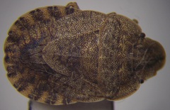 Sciocoris homalonotus