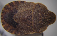 Sciocoris homalonotus