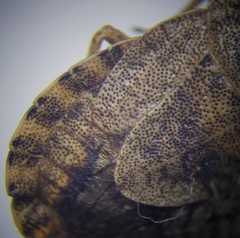 Sciocoris homalonotus