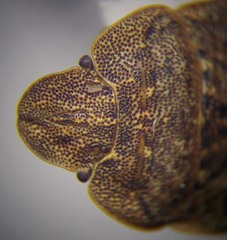 Sciocoris homalonotus