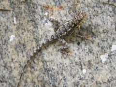 Psammophilus dorsalis