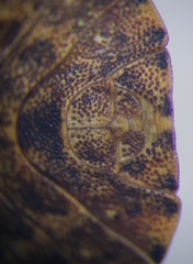 Sciocoris homalonotus