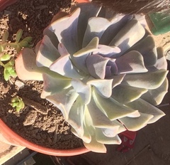 Echeveria