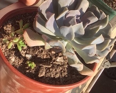 Echeveria