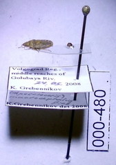 Sciocoris macrocephalus