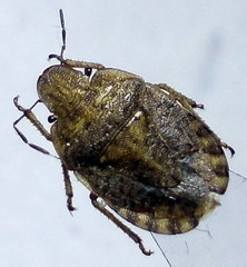 Sciocoris macrocephalus