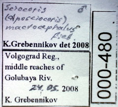 Sciocoris macrocephalus