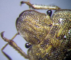 Sciocoris macrocephalus