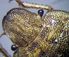 Sciocoris macrocephalus