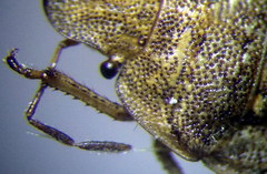 Sciocoris macrocephalus