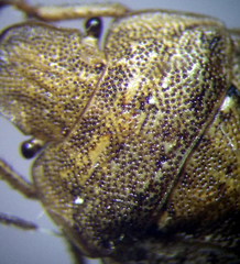 Sciocoris macrocephalus