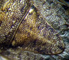 Sciocoris macrocephalus