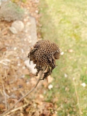 Monarda × medioides
