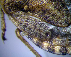 Sciocoris macrocephalus