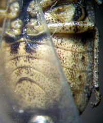 Sciocoris macrocephalus