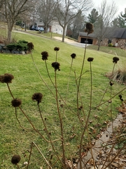 Monarda × medioides