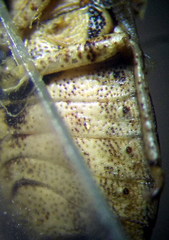 Sciocoris macrocephalus