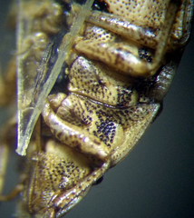 Sciocoris macrocephalus