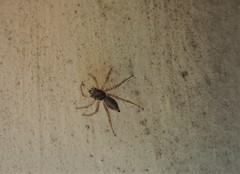 Saitis variegatus