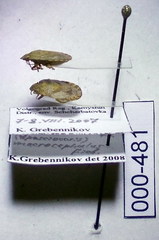 Sciocoris macrocephalus