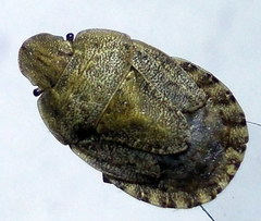 Sciocoris macrocephalus