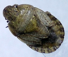 Sciocoris macrocephalus
