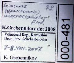 Sciocoris macrocephalus