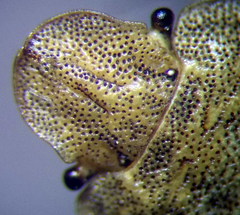 Sciocoris macrocephalus