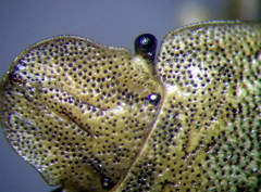 Sciocoris macrocephalus