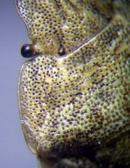 Sciocoris macrocephalus