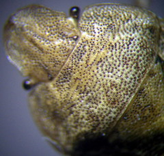 Sciocoris macrocephalus