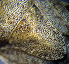 Sciocoris macrocephalus