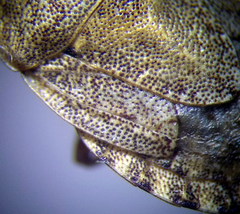 Sciocoris macrocephalus