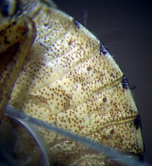 Sciocoris macrocephalus