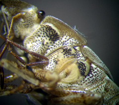 Sciocoris macrocephalus