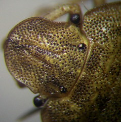 Sciocoris macrocephalus