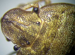 Sciocoris macrocephalus