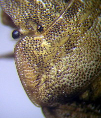 Sciocoris macrocephalus